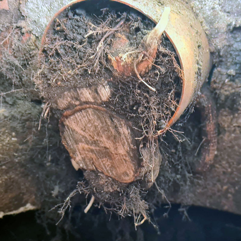A thick tap root.
