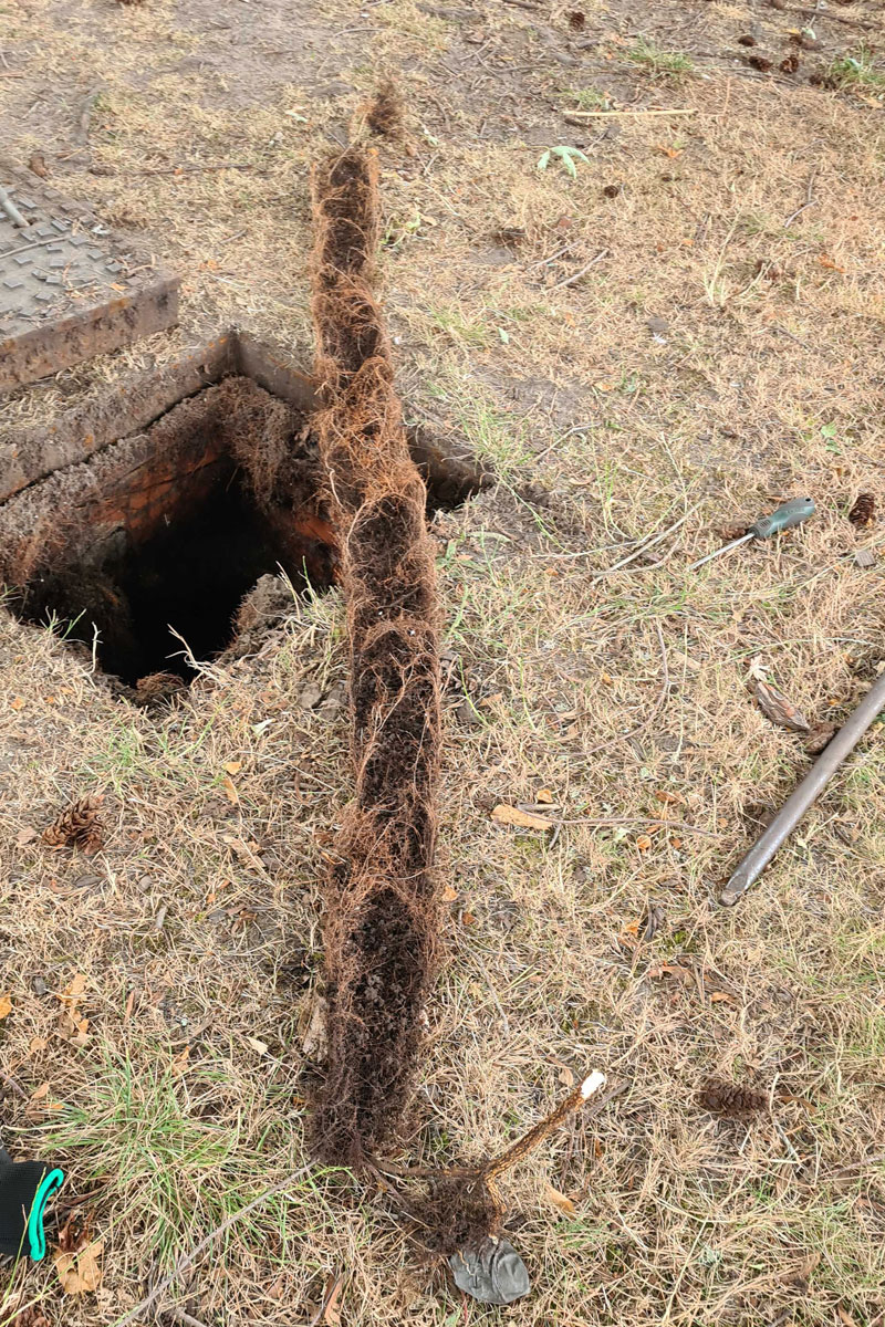 Approximately 2 m of root mass pulled from one pipe.